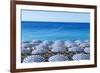 Blue and white beach parasols, Nice, Alpes Maritimes, Cote d'Azur, Provence, France, Mediterranean,-Fraser Hall-Framed Photographic Print