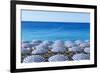 Blue and white beach parasols, Nice, Alpes Maritimes, Cote d'Azur, Provence, France, Mediterranean,-Fraser Hall-Framed Photographic Print