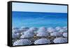 Blue and white beach parasols, Nice, Alpes Maritimes, Cote d'Azur, Provence, France, Mediterranean,-Fraser Hall-Framed Stretched Canvas