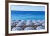 Blue and white beach parasols, Nice, Alpes Maritimes, Cote d'Azur, Provence, France, Mediterranean,-Fraser Hall-Framed Photographic Print