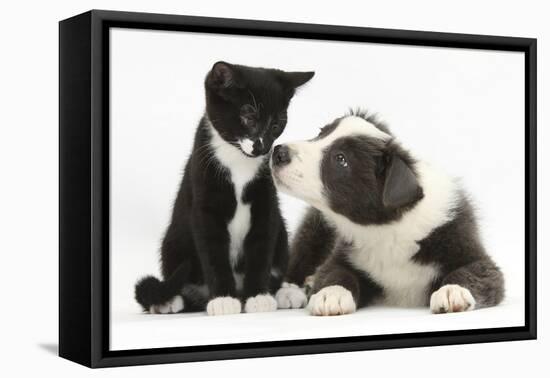 Blue and White Border Collie Puppy and Black and White Tuxedo Kitten, Tuxie, 11 Weeks-Mark Taylor-Framed Stretched Canvas