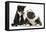 Blue and White Border Collie Puppy and Black and White Tuxedo Kitten, Tuxie, 11 Weeks-Mark Taylor-Framed Stretched Canvas