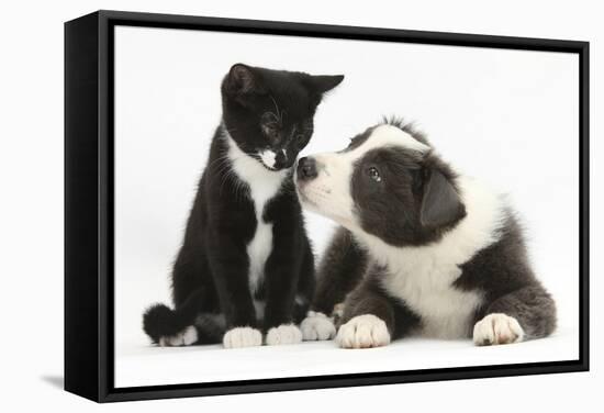 Blue and White Border Collie Puppy and Black and White Tuxedo Kitten, Tuxie, 11 Weeks-Mark Taylor-Framed Stretched Canvas