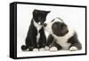 Blue and White Border Collie Puppy and Black and White Tuxedo Kitten, Tuxie, 11 Weeks-Mark Taylor-Framed Stretched Canvas