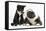 Blue and White Border Collie Puppy and Black and White Tuxedo Kitten, Tuxie, 11 Weeks-Mark Taylor-Framed Stretched Canvas