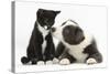 Blue and White Border Collie Puppy and Black and White Tuxedo Kitten, Tuxie, 11 Weeks-Mark Taylor-Stretched Canvas