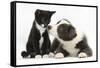 Blue and White Border Collie Puppy and Black and White Tuxedo Kitten, Tuxie, 11 Weeks-Mark Taylor-Framed Stretched Canvas