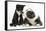 Blue and White Border Collie Puppy and Black and White Tuxedo Kitten, Tuxie, 11 Weeks-Mark Taylor-Framed Stretched Canvas