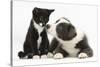 Blue and White Border Collie Puppy and Black and White Tuxedo Kitten, Tuxie, 11 Weeks-Mark Taylor-Stretched Canvas