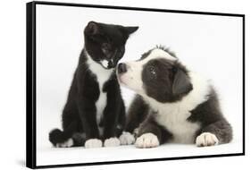 Blue and White Border Collie Puppy and Black and White Tuxedo Kitten, Tuxie, 11 Weeks-Mark Taylor-Framed Stretched Canvas
