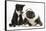 Blue and White Border Collie Puppy and Black and White Tuxedo Kitten, Tuxie, 11 Weeks-Mark Taylor-Framed Stretched Canvas