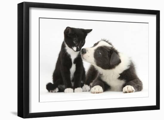 Blue and White Border Collie Puppy and Black and White Tuxedo Kitten, Tuxie, 11 Weeks-Mark Taylor-Framed Photographic Print