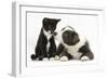 Blue and White Border Collie Puppy and Black and White Tuxedo Kitten, Tuxie, 11 Weeks-Mark Taylor-Framed Photographic Print