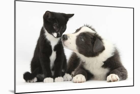 Blue and White Border Collie Puppy and Black and White Tuxedo Kitten, Tuxie, 11 Weeks-Mark Taylor-Mounted Photographic Print