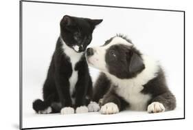 Blue and White Border Collie Puppy and Black and White Tuxedo Kitten, Tuxie, 11 Weeks-Mark Taylor-Mounted Photographic Print