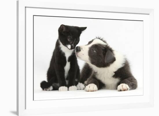 Blue and White Border Collie Puppy and Black and White Tuxedo Kitten, Tuxie, 11 Weeks-Mark Taylor-Framed Photographic Print