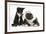 Blue and White Border Collie Puppy and Black and White Tuxedo Kitten, Tuxie, 11 Weeks-Mark Taylor-Framed Photographic Print