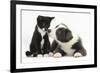 Blue and White Border Collie Puppy and Black and White Tuxedo Kitten, Tuxie, 11 Weeks-Mark Taylor-Framed Photographic Print