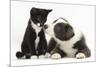 Blue and White Border Collie Puppy and Black and White Tuxedo Kitten, Tuxie, 11 Weeks-Mark Taylor-Mounted Photographic Print