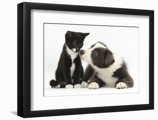 Blue and White Border Collie Puppy and Black and White Tuxedo Kitten, Tuxie, 11 Weeks-Mark Taylor-Framed Photographic Print