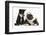 Blue and White Border Collie Puppy and Black and White Tuxedo Kitten, Tuxie, 11 Weeks-Mark Taylor-Framed Photographic Print