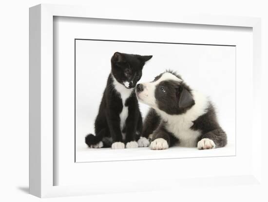 Blue and White Border Collie Puppy and Black and White Tuxedo Kitten, Tuxie, 11 Weeks-Mark Taylor-Framed Photographic Print
