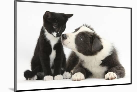 Blue and White Border Collie Puppy and Black and White Tuxedo Kitten, Tuxie, 11 Weeks-Mark Taylor-Mounted Photographic Print