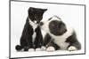 Blue and White Border Collie Puppy and Black and White Tuxedo Kitten, Tuxie, 11 Weeks-Mark Taylor-Mounted Photographic Print