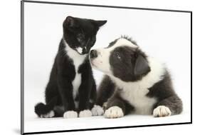 Blue and White Border Collie Puppy and Black and White Tuxedo Kitten, Tuxie, 11 Weeks-Mark Taylor-Mounted Photographic Print