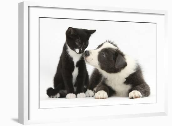 Blue and White Border Collie Puppy and Black and White Tuxedo Kitten, Tuxie, 11 Weeks-Mark Taylor-Framed Photographic Print