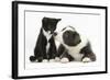 Blue and White Border Collie Puppy and Black and White Tuxedo Kitten, Tuxie, 11 Weeks-Mark Taylor-Framed Photographic Print
