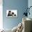 Blue and White Border Collie Puppy and Black and White Tuxedo Kitten, Tuxie, 11 Weeks-Mark Taylor-Mounted Photographic Print displayed on a wall