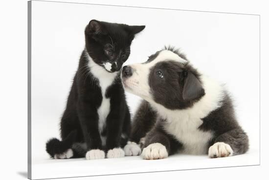 Blue and White Border Collie Puppy and Black and White Tuxedo Kitten, Tuxie, 11 Weeks-Mark Taylor-Stretched Canvas