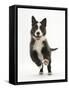 Blue and White Border Collie Puppy Running Forward-Mark Taylor-Framed Stretched Canvas