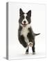 Blue and White Border Collie Puppy Running Forward-Mark Taylor-Stretched Canvas