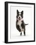 Blue and White Border Collie Puppy Running Forward-Mark Taylor-Framed Photographic Print