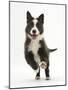 Blue and White Border Collie Puppy Running Forward-Mark Taylor-Mounted Photographic Print