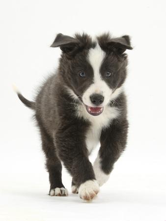 blue white border collie
