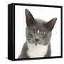 Blue-And-White Burmese-Cross Cat, Levi, Head Portrait-Mark Taylor-Framed Stretched Canvas