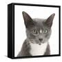 Blue-And-White Burmese-Cross Cat, Levi, Head Portrait-Mark Taylor-Framed Stretched Canvas