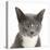 Blue-And-White Burmese-Cross Cat, Levi, Head Portrait-Mark Taylor-Stretched Canvas