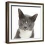 Blue-And-White Burmese-Cross Cat, Levi, Head Portrait-Mark Taylor-Framed Photographic Print