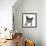 Blue-And-White Burmese-Cross Cat, Levi, Head Portrait-Mark Taylor-Framed Photographic Print displayed on a wall