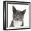 Blue-And-White Burmese-Cross Cat, Levi, Head Portrait-Mark Taylor-Framed Photographic Print