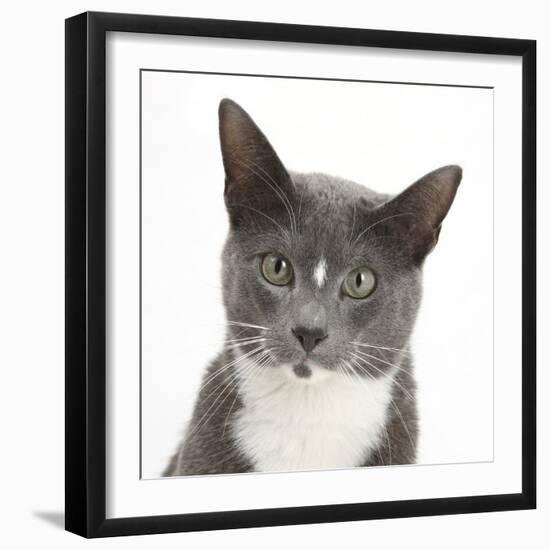 Blue-And-White Burmese-Cross Cat, Levi, Head Portrait-Mark Taylor-Framed Photographic Print