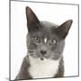 Blue-And-White Burmese-Cross Cat, Levi, Head Portrait-Mark Taylor-Mounted Photographic Print