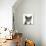 Blue-And-White Burmese-Cross Cat, Levi, Head Portrait-Mark Taylor-Photographic Print displayed on a wall