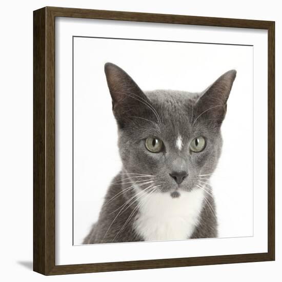 Blue-And-White Burmese-Cross Cat, Levi, Head Portrait-Mark Taylor-Framed Photographic Print