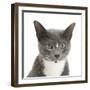 Blue-And-White Burmese-Cross Cat, Levi, Head Portrait-Mark Taylor-Framed Photographic Print