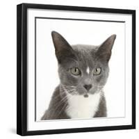 Blue-And-White Burmese-Cross Cat, Levi, Head Portrait-Mark Taylor-Framed Photographic Print